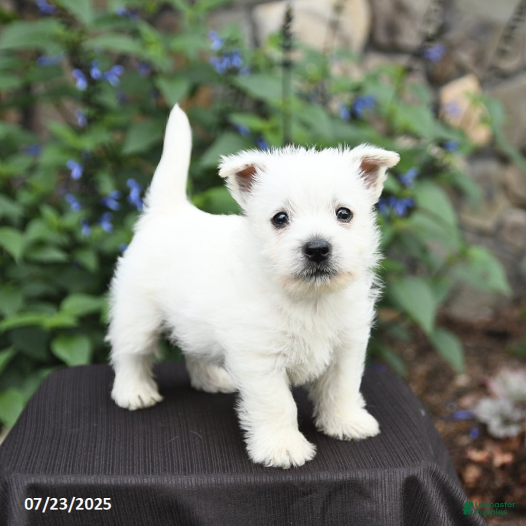 West Highland Terrier dogs for sale: Dustin - Image 3