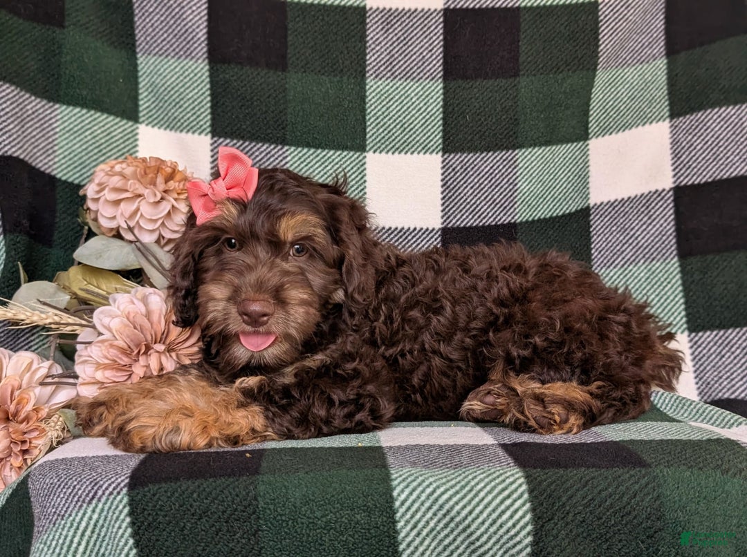 Cockapoo dogs for sale: Charise - Image 12