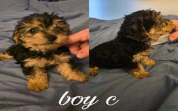 Yochon dogs for sale: Sammie - Image 1