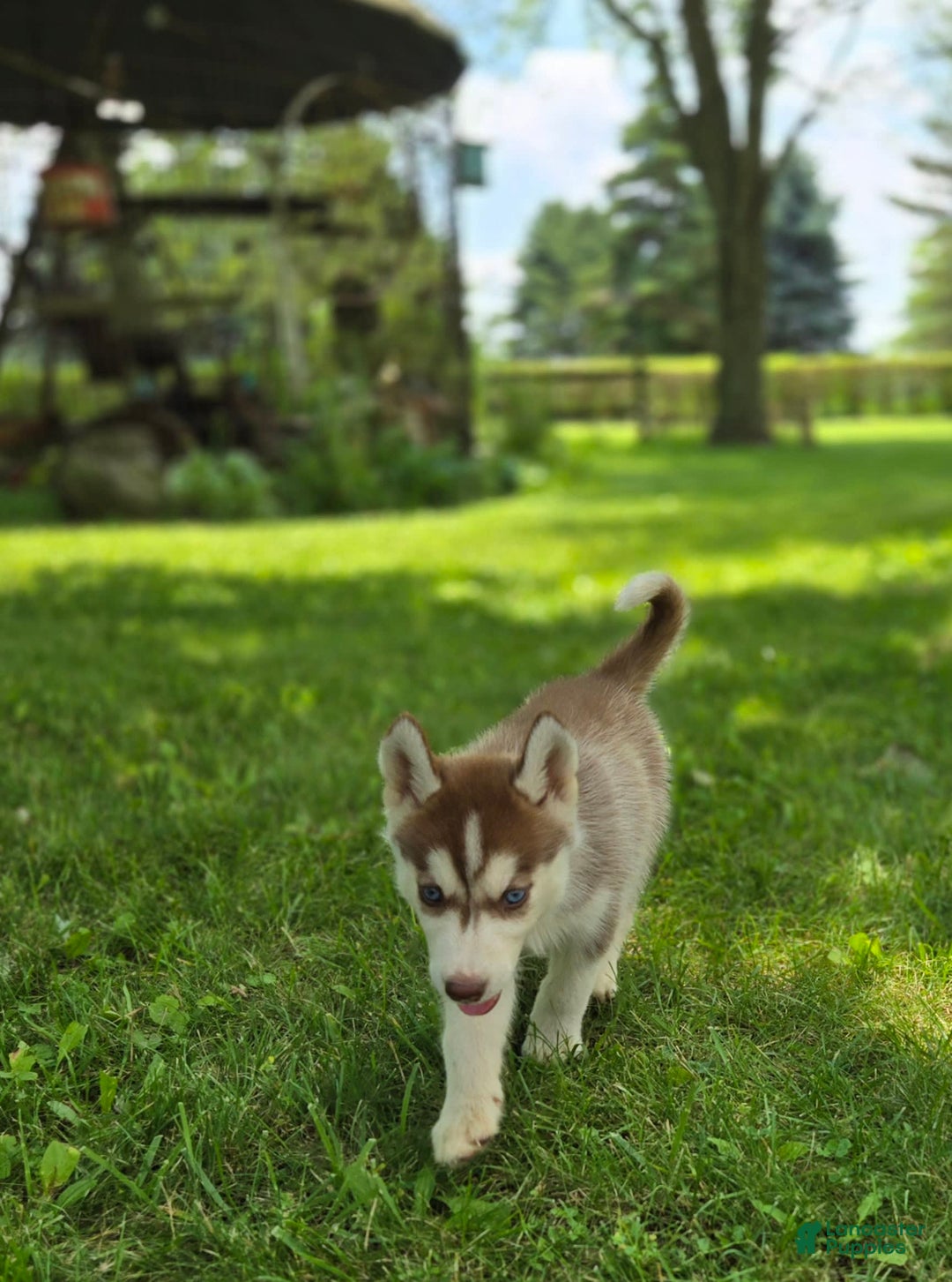 Siberian Husky dogs for sale: Jubilee - Image 6