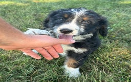 Bernedoodle dogs for sale: Maggie - Image 2