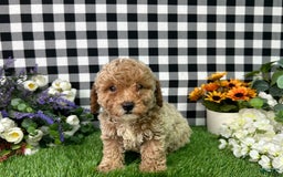 Miniature Poodle dogs for sale: Boomer - Image 3