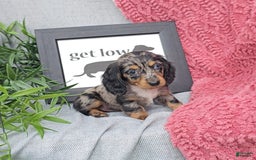 Miniature Dachshund dogs for sale: JOSEPHINE - Image 2