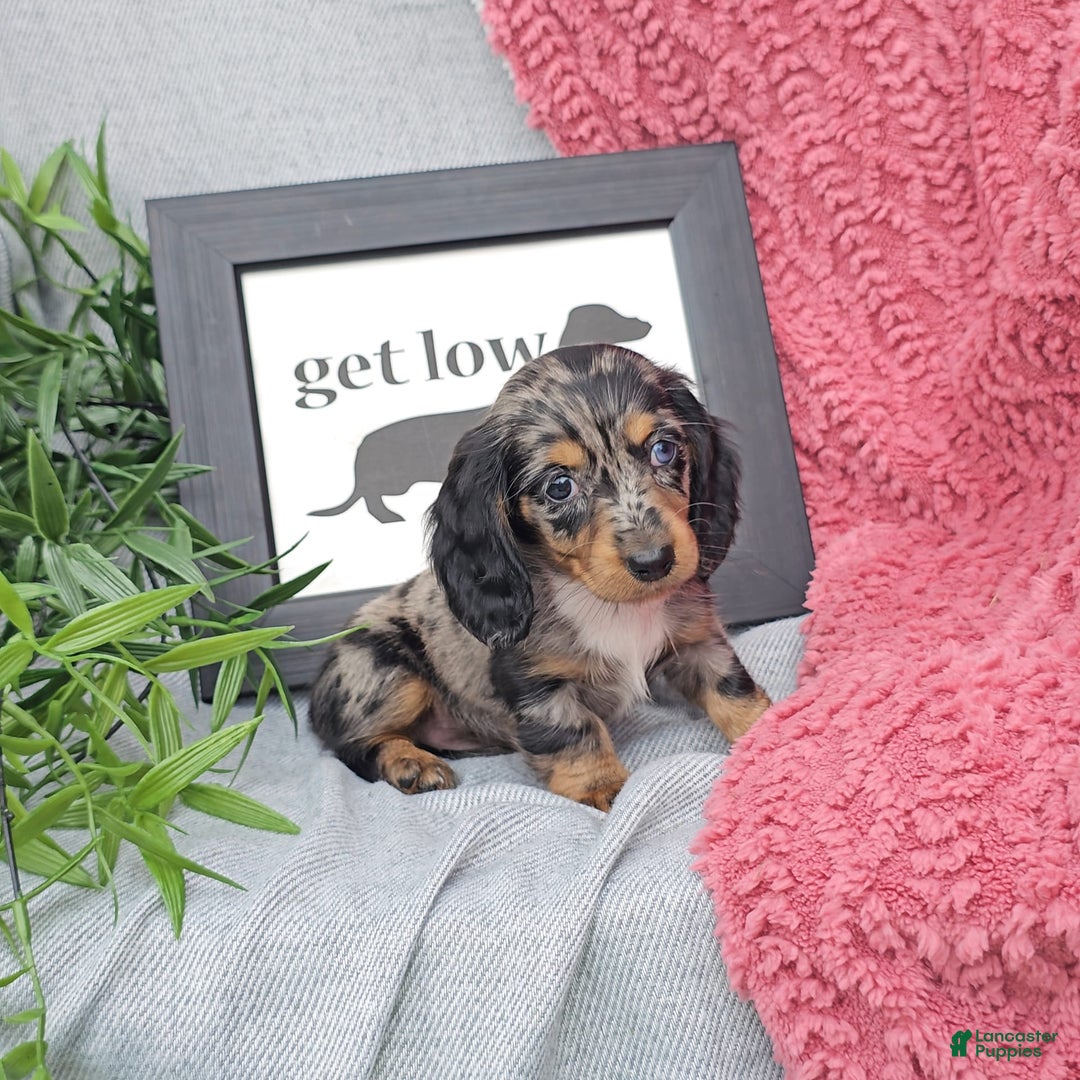 Miniature Dachshund dogs for sale: JOSEPHINE - Image 2