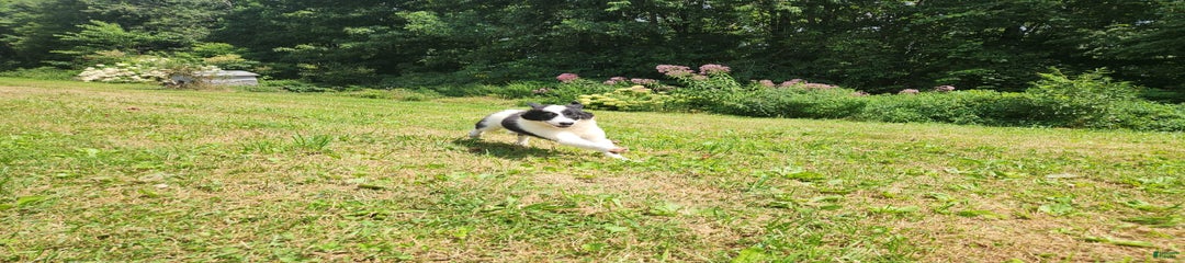 Bucky