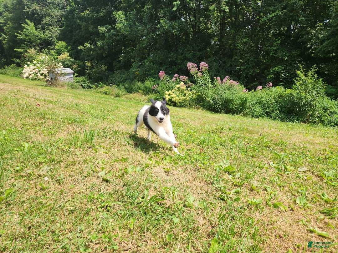 Border Collie dogs for sale: Bucky - Image 1