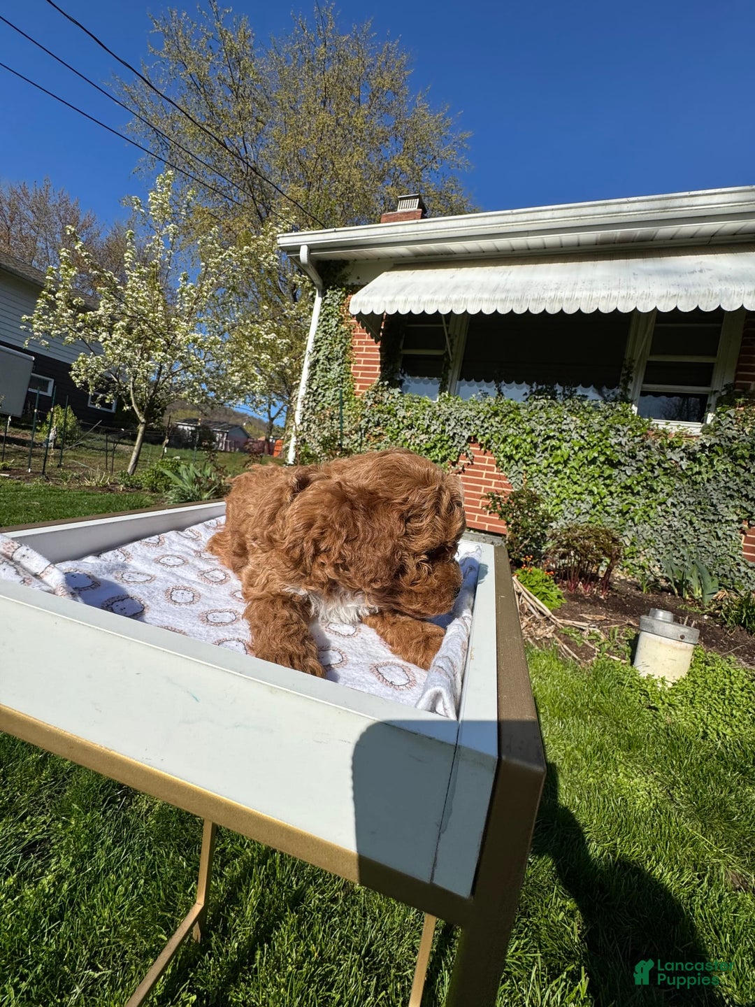Toy Poodle dogs for sale: Maxi - Image 7