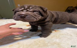 Shar Pei dogs for sale: Armani Squishy-face - Image 17