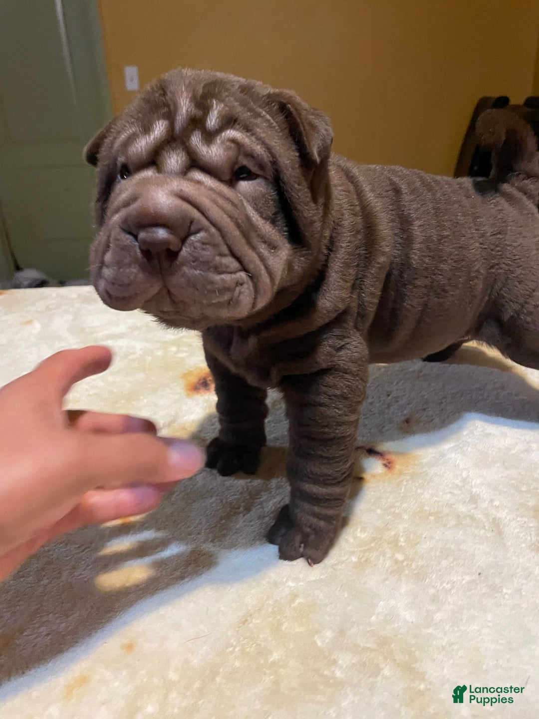 Shar Pei dogs for sale: Armani Squishy-face - Image 17