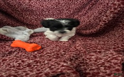 Teddy Bear dogs for sale: Princess - Image 3