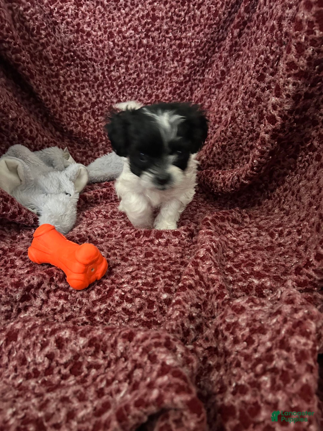 Teddy Bear dogs for sale: Princess - Image 3