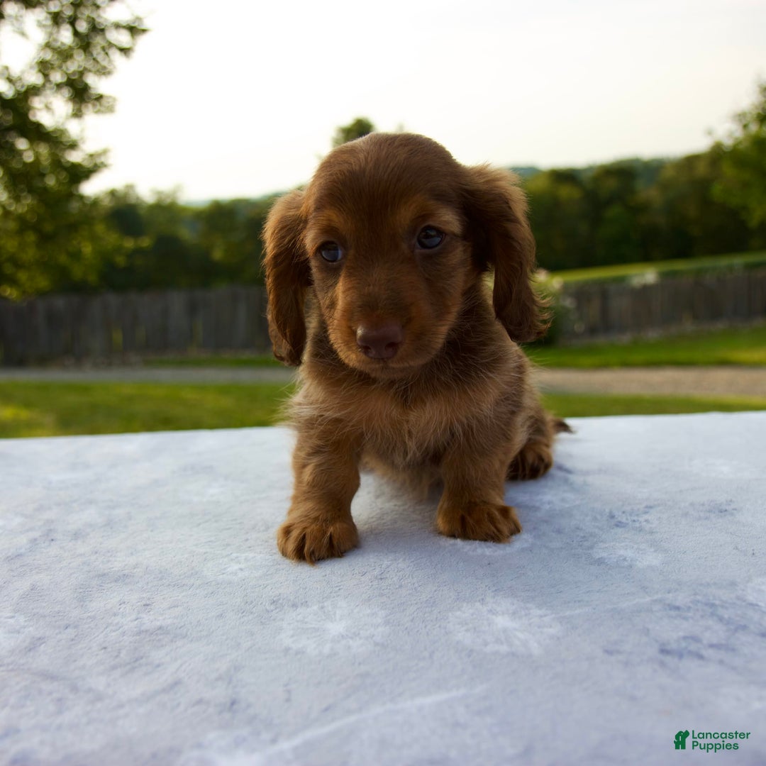 Miniature Dachshund dogs for sale: Skye - Image 4