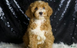 Mini Goldendoodle dogs for sale: Amber - Image 1