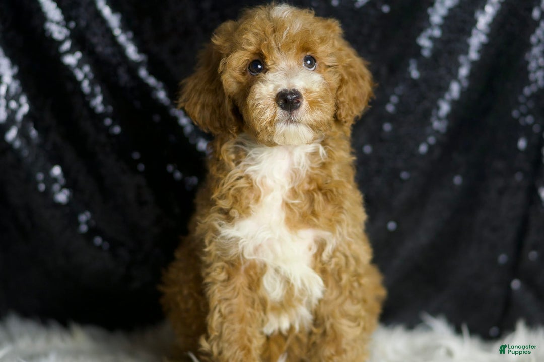 Mini Goldendoodle dogs for sale: Amber - Image 1
