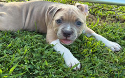 American Pit Bull Terrier dogs for sale: Russ - Image 13