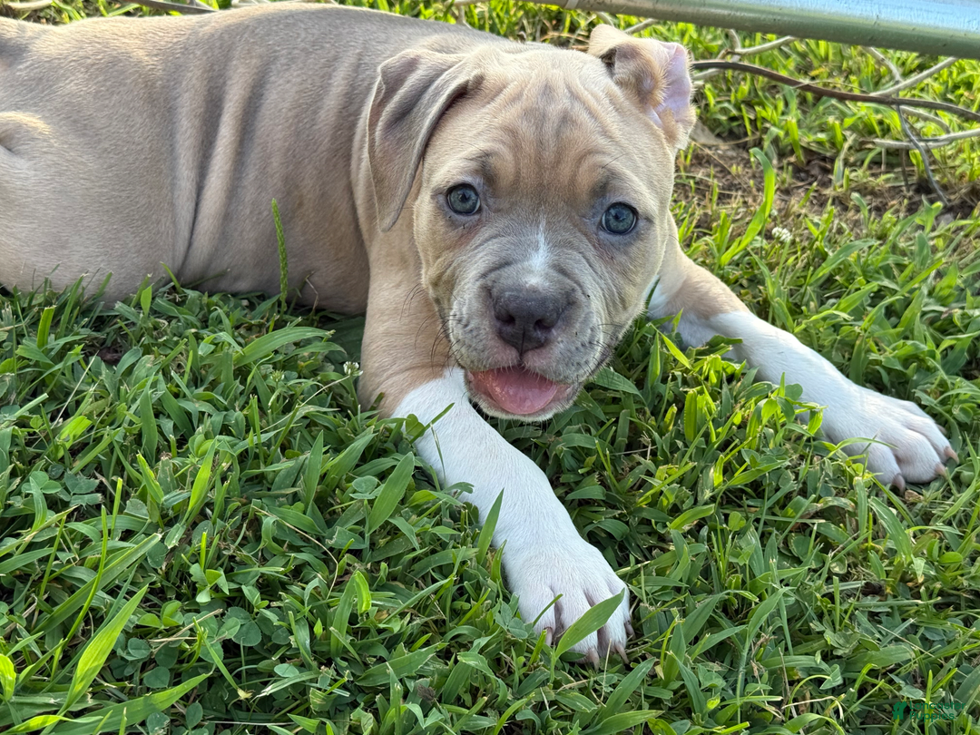 American Pit Bull Terrier dogs for sale: Russ - Image 13
