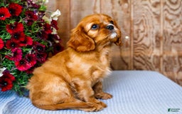 Cavalier King Charles Spaniel dogs for sale: Logan - Image 7