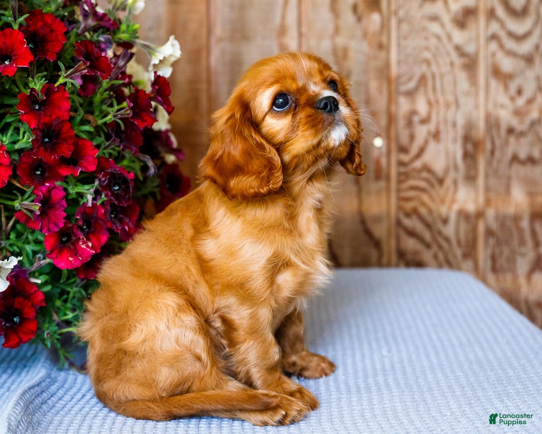 Cavalier King Charles Spaniel dogs for sale: Logan - Image 7