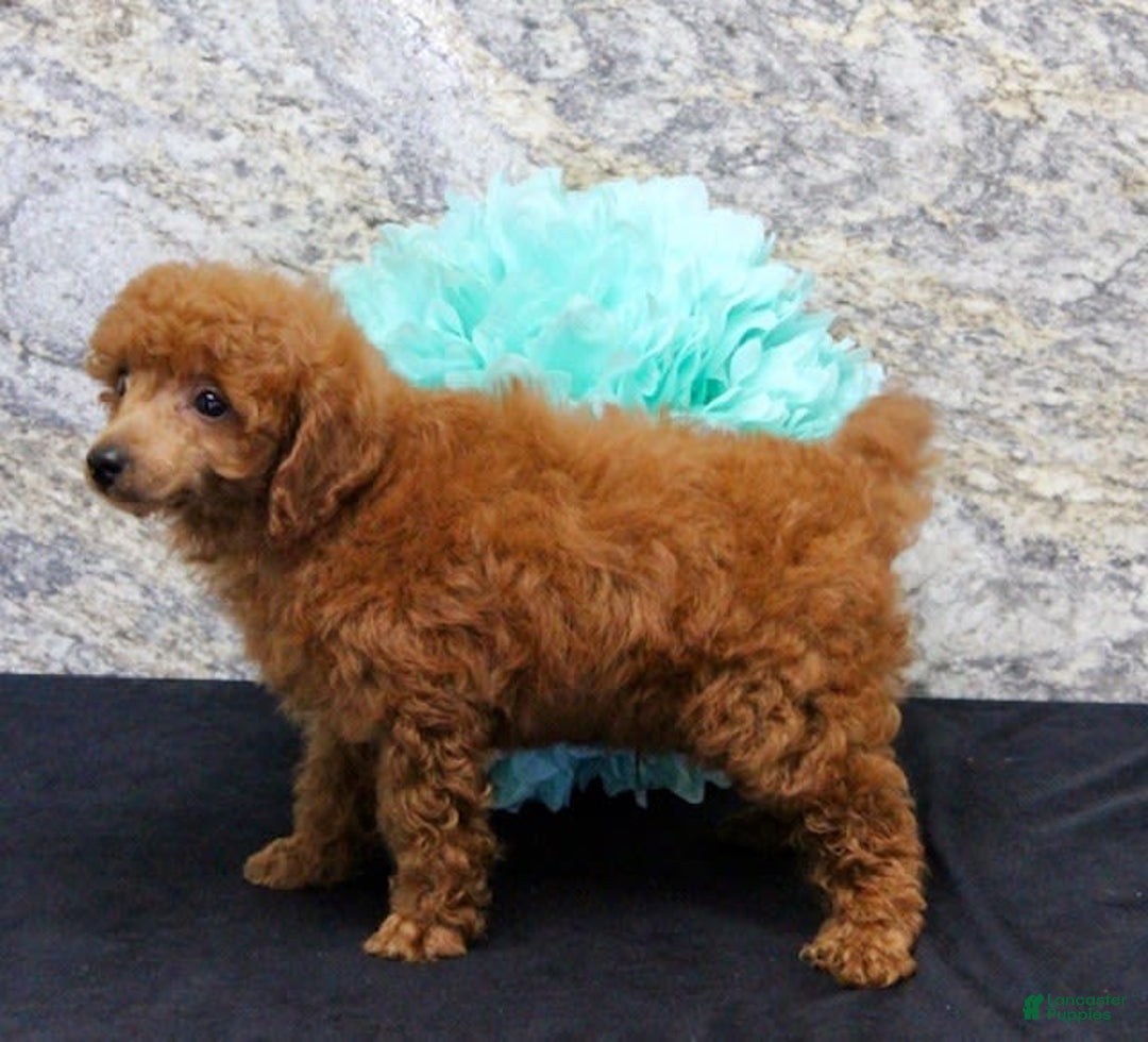 Miniature Poodle dogs for sale: Royal - Image 4