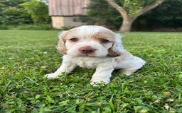 Cocker Spaniel dogs for sale: Tommy - Image 4