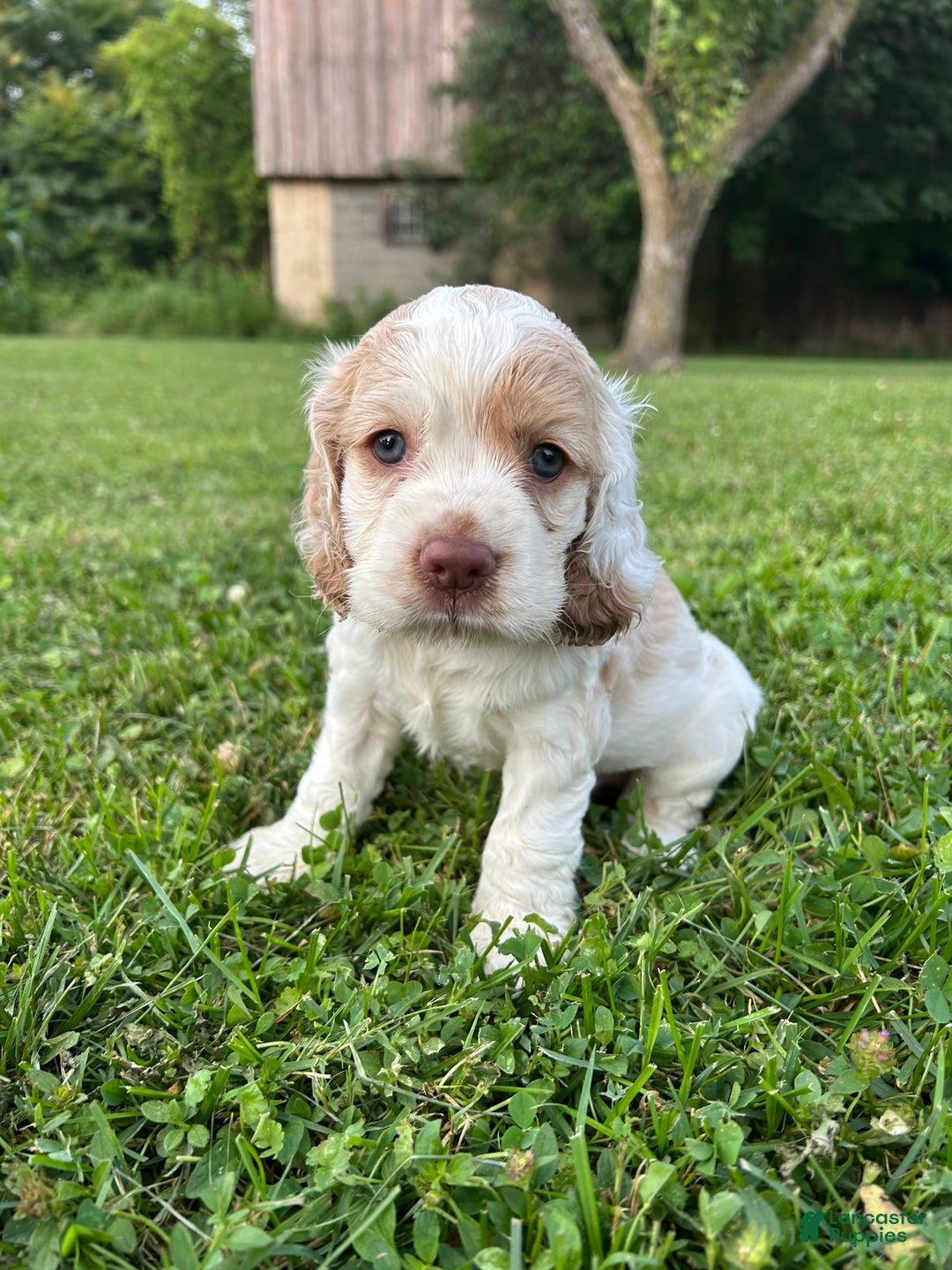 Cocker Spaniel dogs for sale: Tommy - Image 4