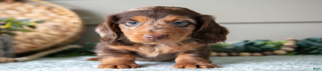 Astro