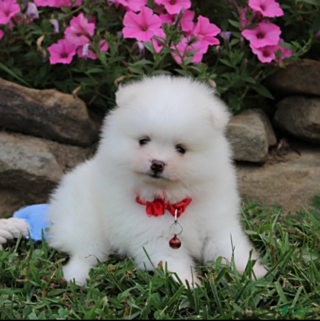 Pomeranian dogs for sale: Kaden - Image 1