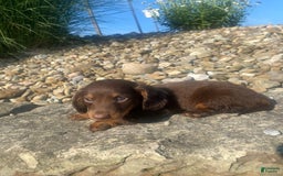 Miniature Dachshund dogs for sale: Beans - Image 1