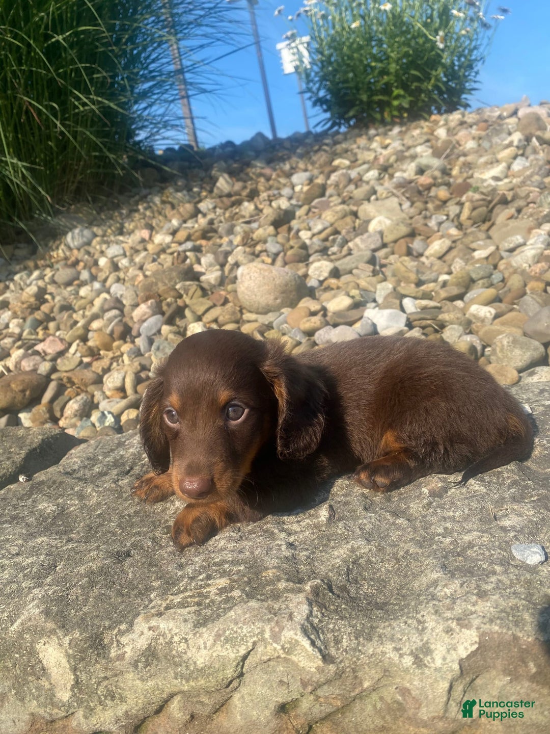 Miniature Dachshund dogs for sale: Beans - Image 1