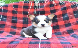 Welsh Corgi Pembroke dogs for sale: Stella - Image 4