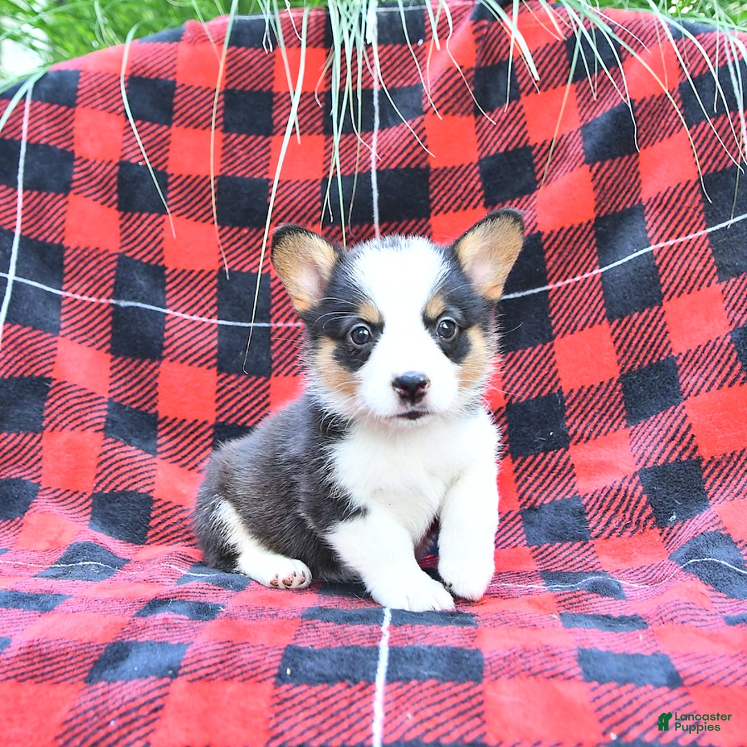 Welsh Corgi Pembroke dogs for sale: Stella - Image 4