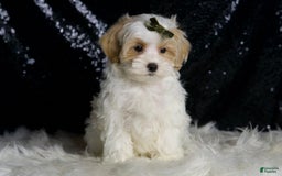 Maltipoo dogs for sale: Astro - Image 4