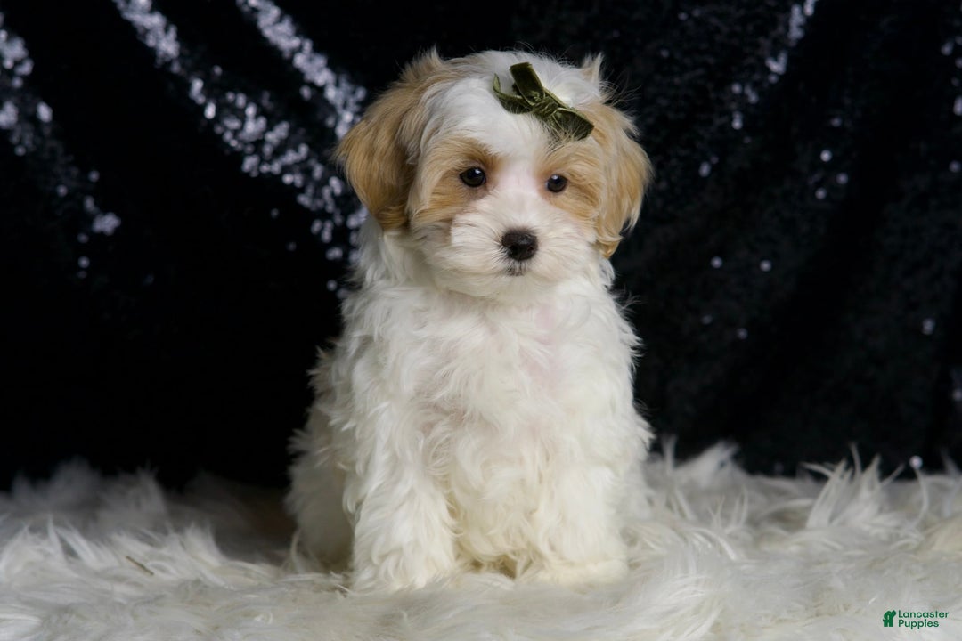 Maltipoo dogs for sale: Astro - Image 4