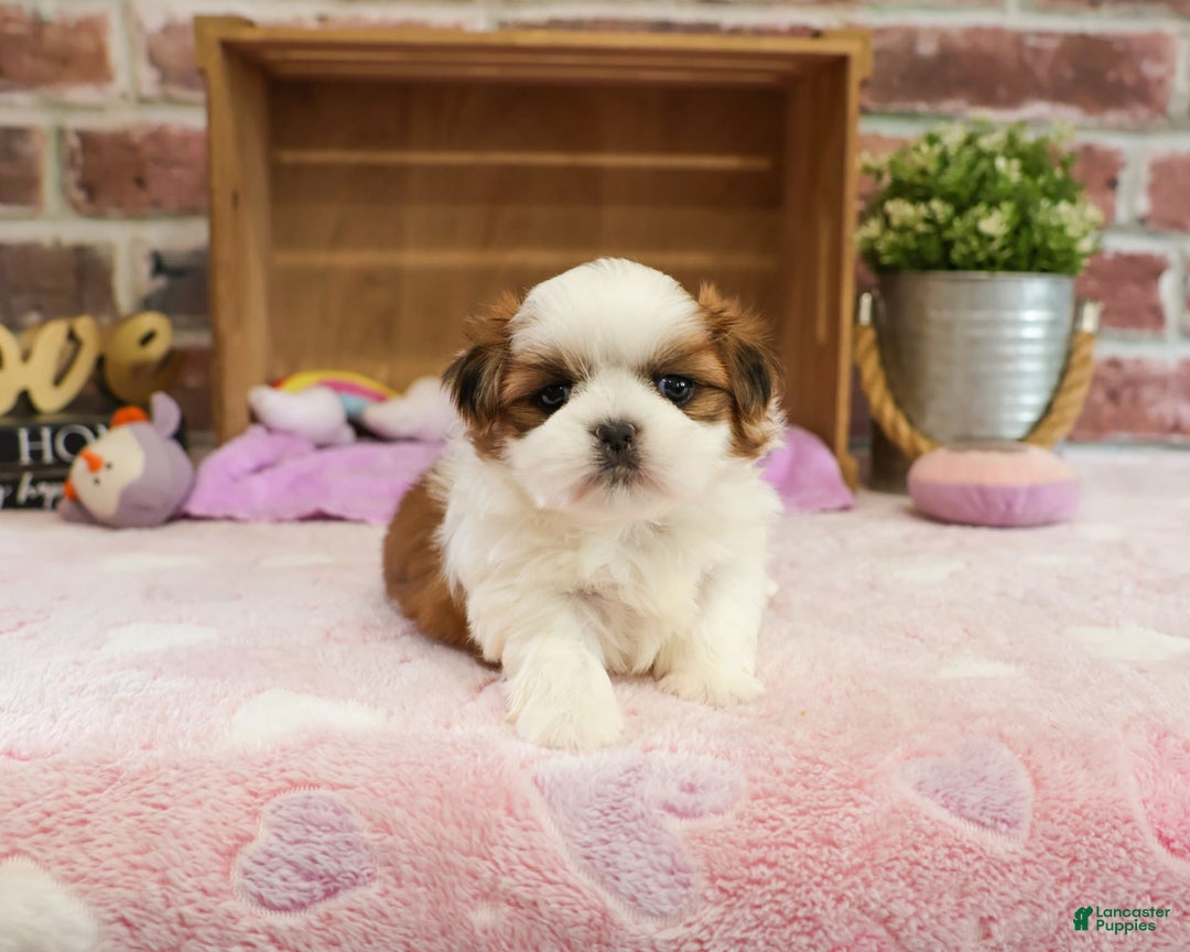 Shih Tzu dogs for sale: Irina - Image 3