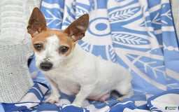 Jack Russell Terrier dogs for sale: Ranger - Image 16