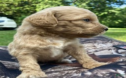 Labradoodle dogs for sale: Kennedy - Image 1