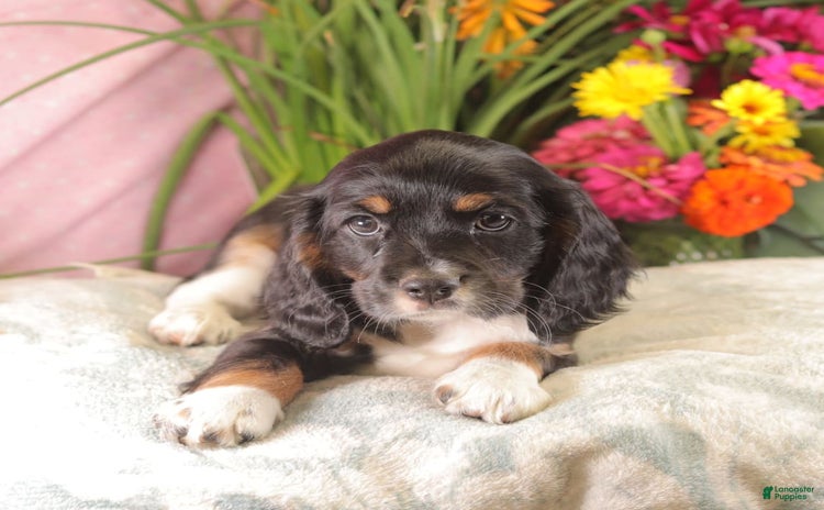 Cockalier dogs for sale - Ad 1