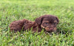 Aussiedoodle dogs for sale: Atlas - Image 11