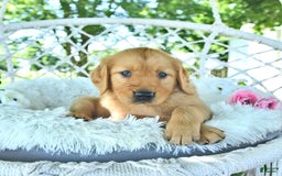 Golden Retriever dogs for sale: Abram - Image 1