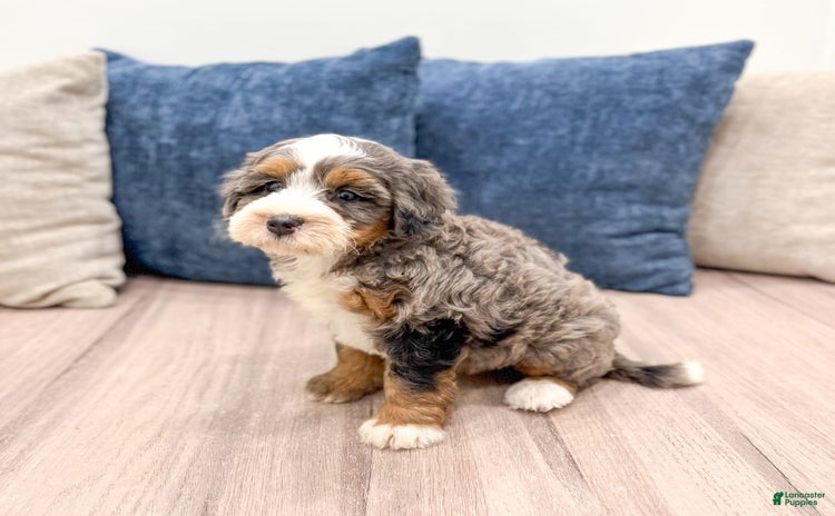Mini Bernedoodle dogs for sale - Ad 3