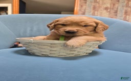 Golden Retriever dogs for sale: Zeus - Image 1