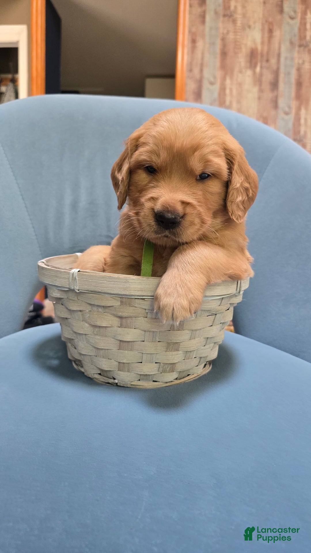 Golden Retriever dogs for sale: Zeus - Image 1