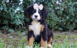 Bernese Mountain Dog dogs for sale: Alice - Image 6