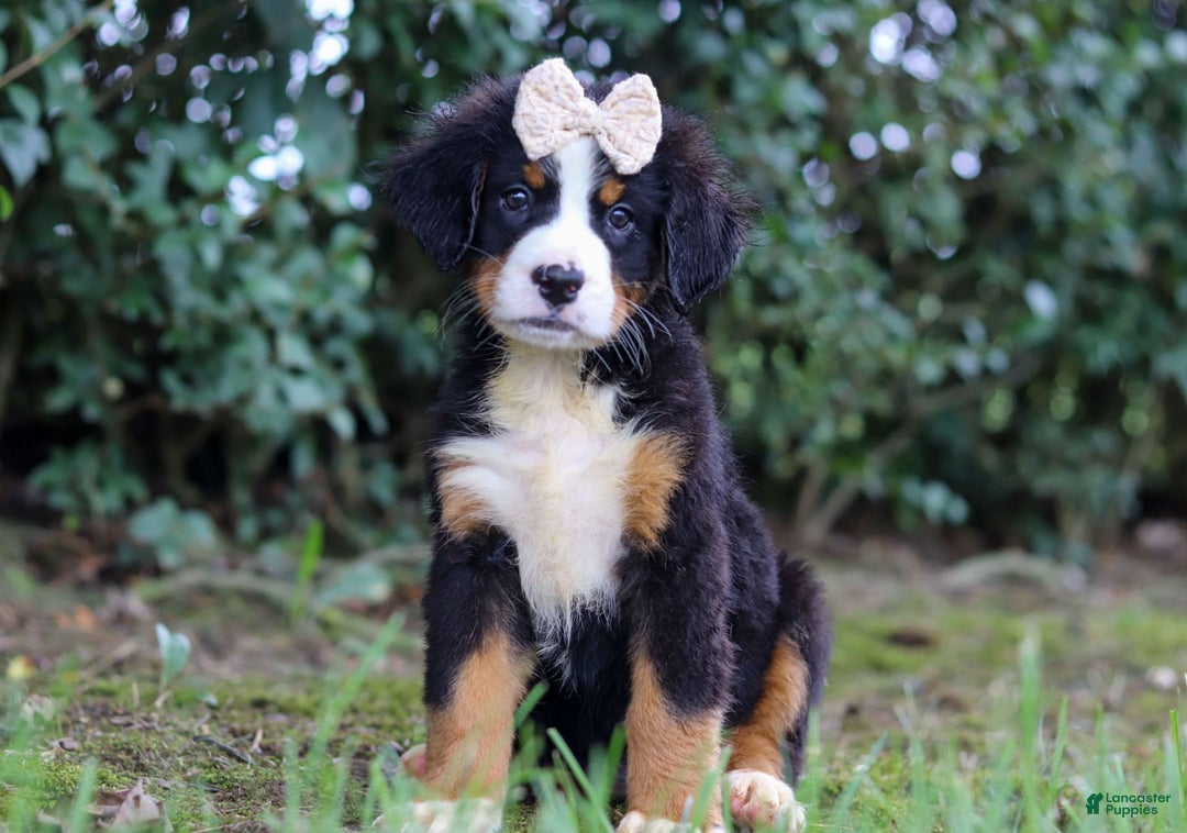 Bernese Mountain Dog dogs for sale: Alice - Image 6