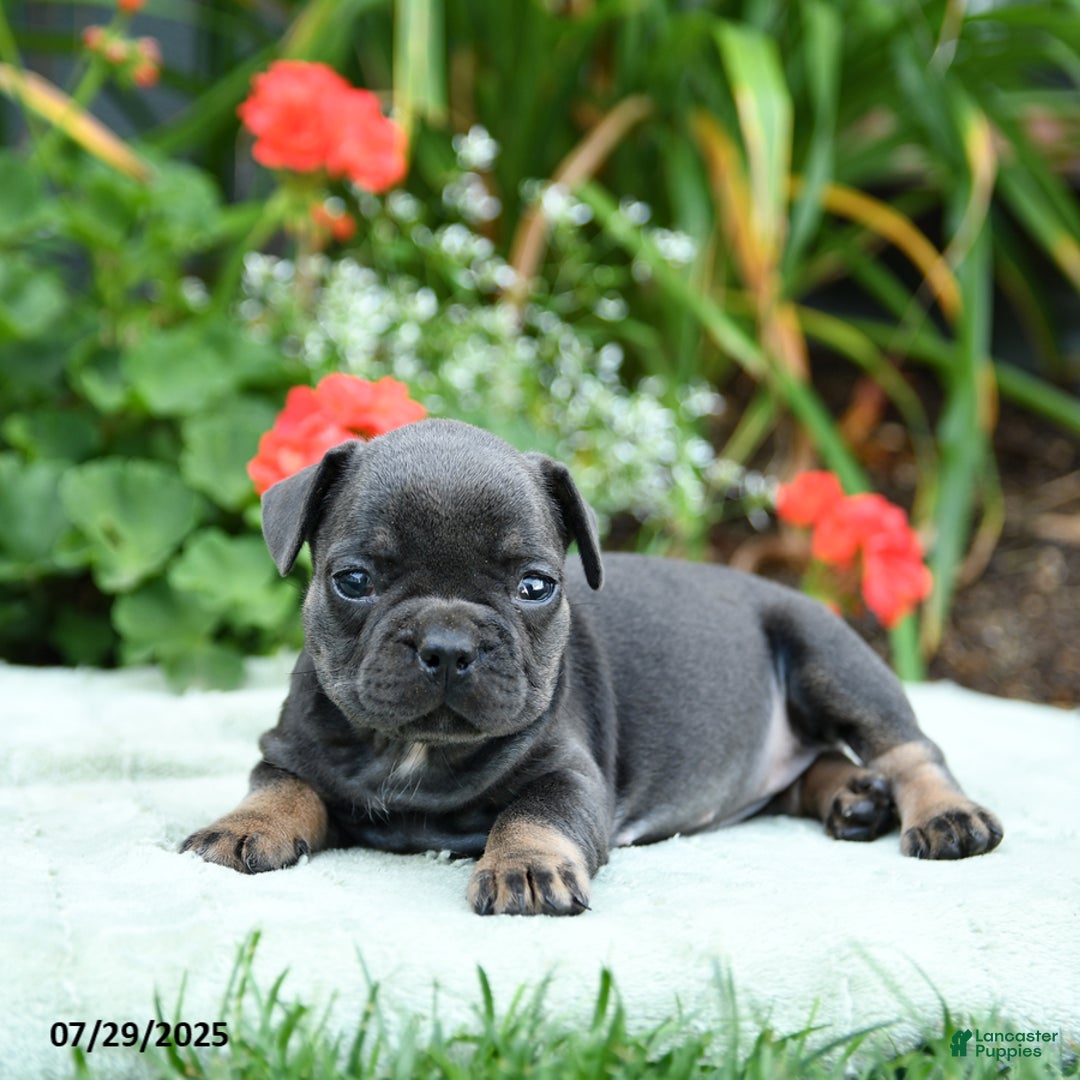 French Bulldog dogs for sale: Buttercup - Image 5
