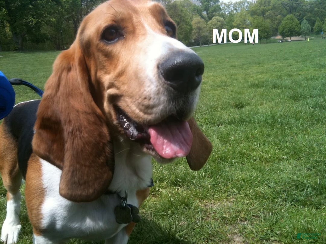 Beagle dogs for sale: Bassetdoodles - Image 25
