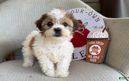 Teddy Bear dogs for sale: Freda - Image 3