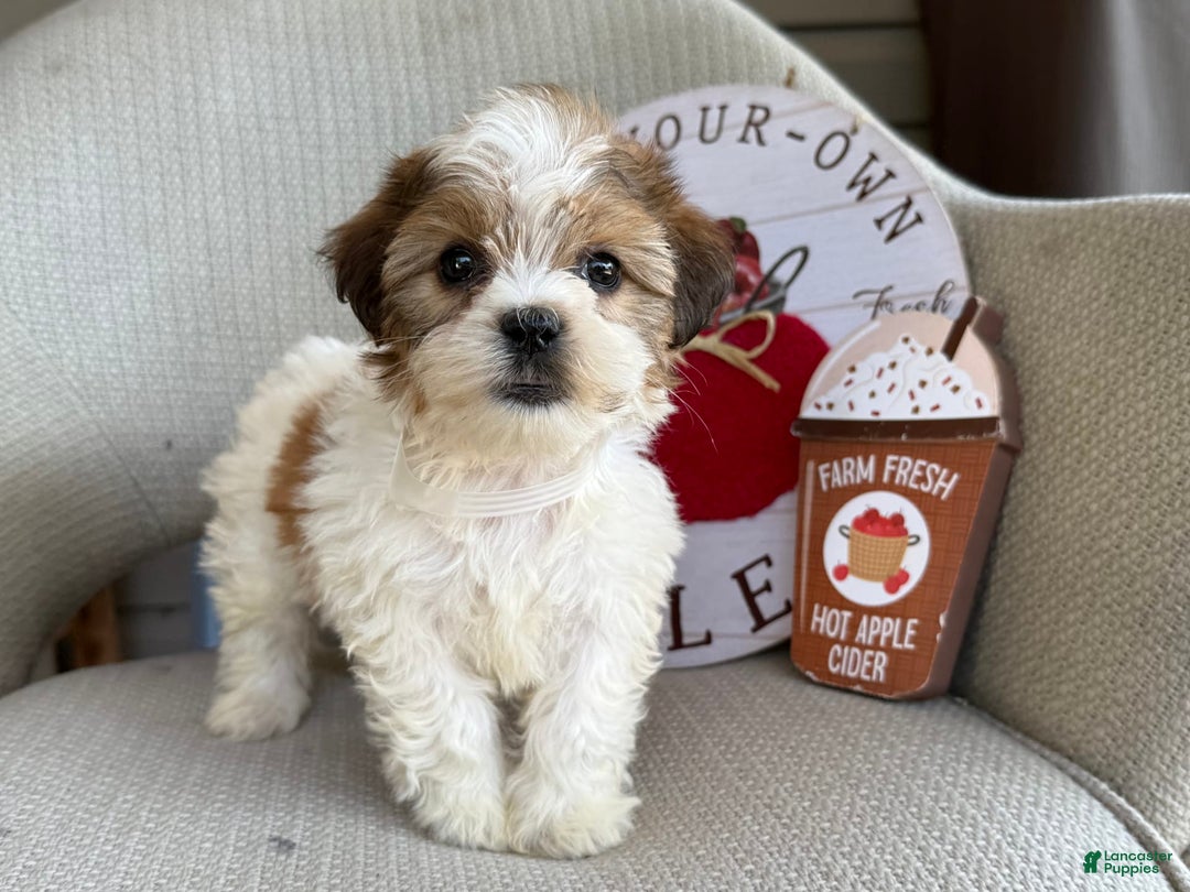 Teddy Bear dogs for sale: Freda - Image 3