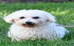Cavachon dogs for sale: Donald - Image 8