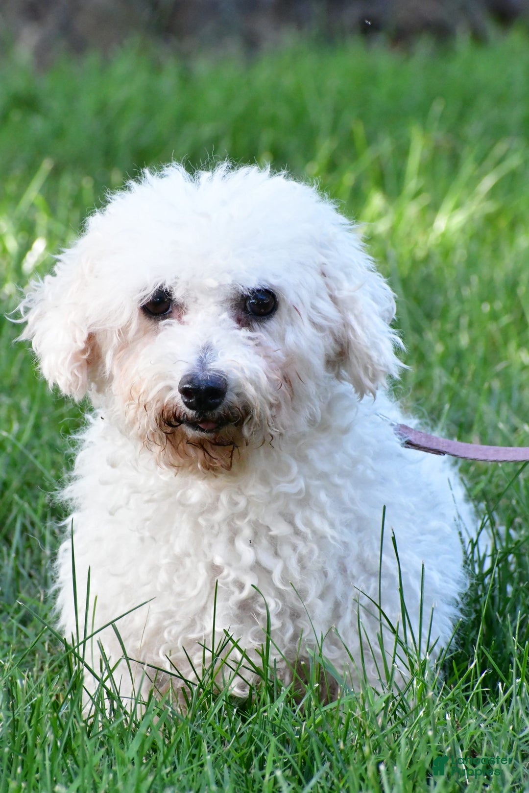Cavachon dogs for sale: Donald - Image 8